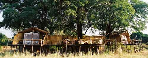 Jackalberry Tree House - South Luangwa Zambia